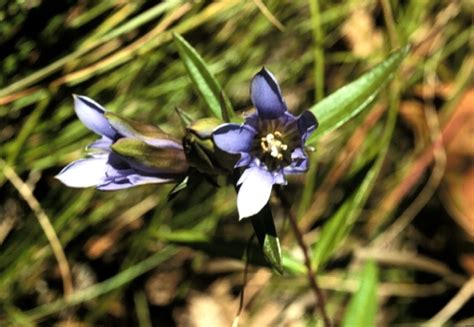 the animal gentian.